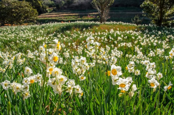 江月水仙ロード（すいせんロード）