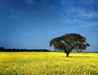 テズプル（インド）