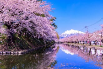弘前城桜祭り　岩木山