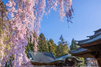 仙台東照宮（宮城×春）