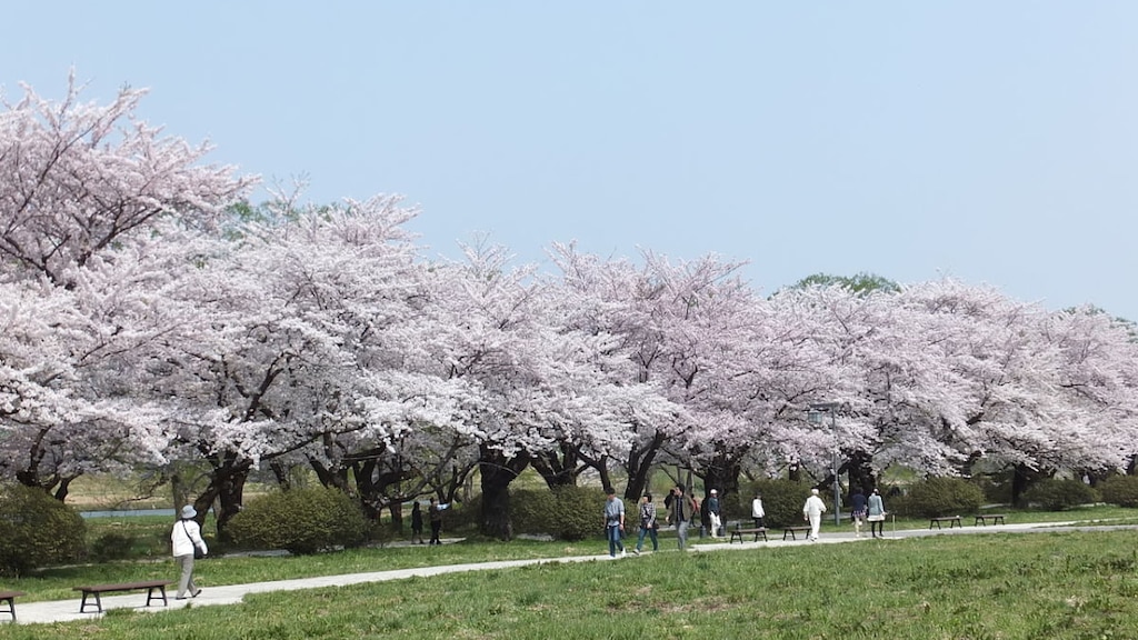 みちのく三大桜名所のひとつ！北上展勝地と周辺のお役立ち観光ガイド