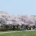 桜満開の北上展勝地