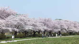 桜満開の北上展勝地
