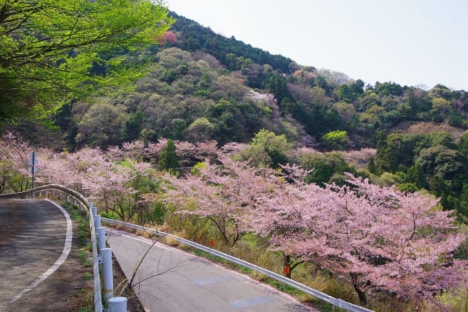 チェリーロードライン