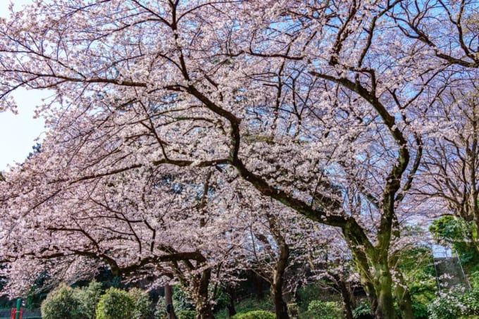 三ツ沢公園の桜（横浜市鶴見区）