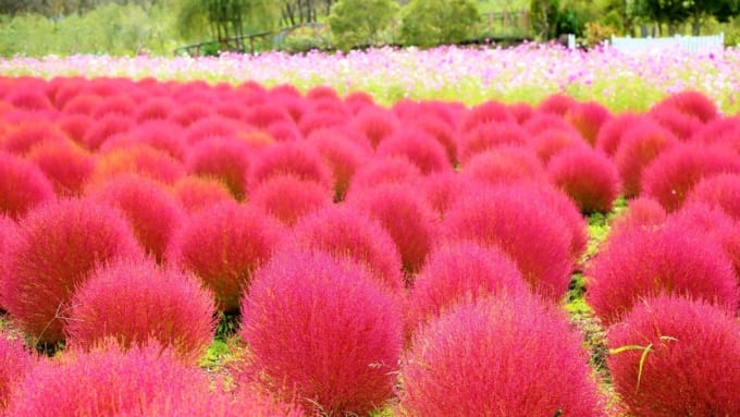 和泉リサイクル環境公園のコキア