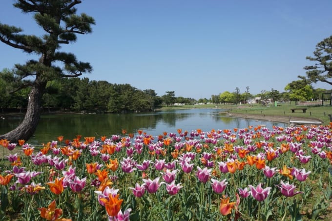 海の中道海浜公園のチューリップ（福岡県）