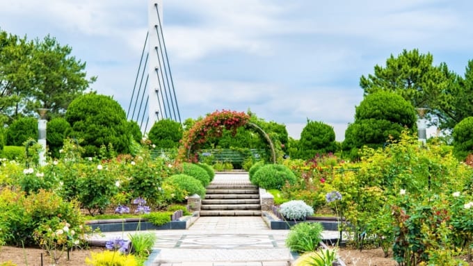 【横浜市】八景島　丘の広場バラ園