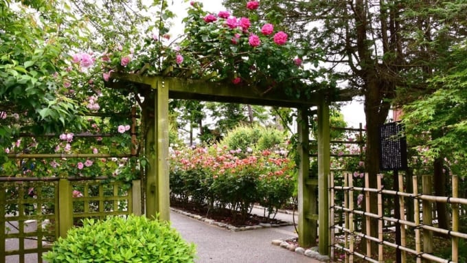 【大磯町】大磯城山公園のバラ