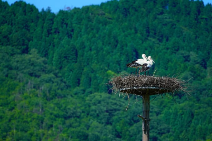 コウノトリの郷公園（兵庫県豊岡市）