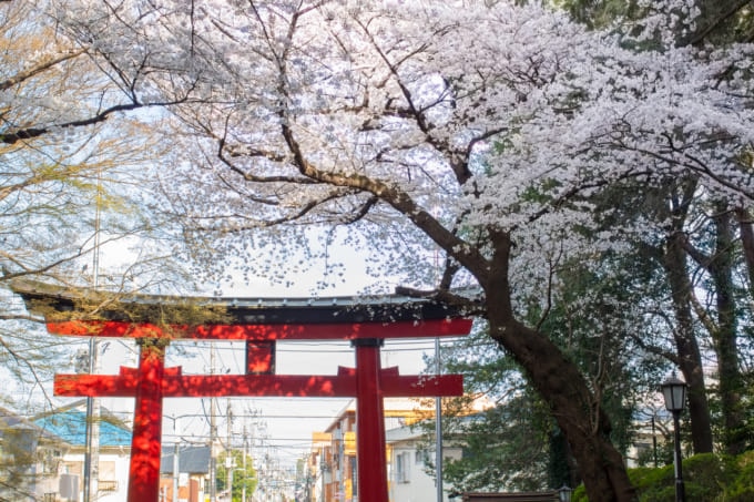 桜が綺麗な神社 東京