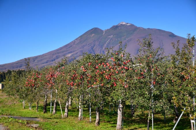 岩木山とリンゴ
