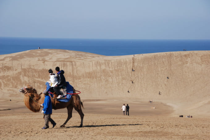 鳥取砂丘 ラクダライド（鳥取県鳥取市）