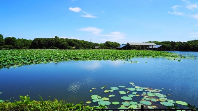 【堺市】大泉緑地