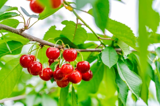 山形県天童市　佐藤錦