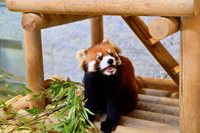 西山動物園のレッサーパンダ