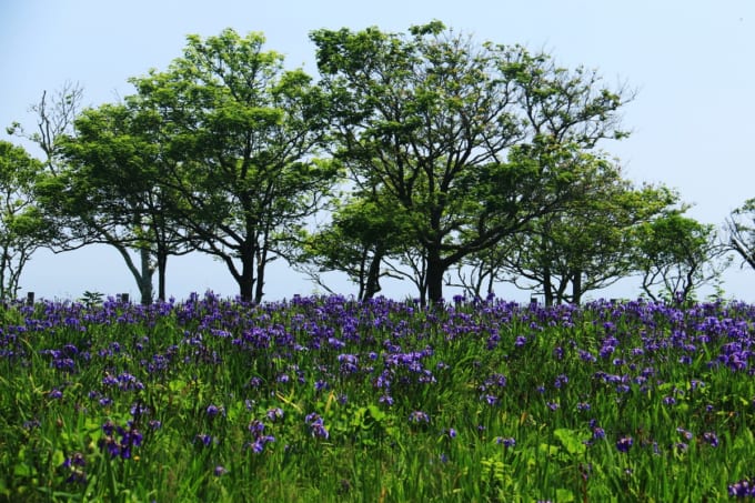 原生花園あやめヶ原