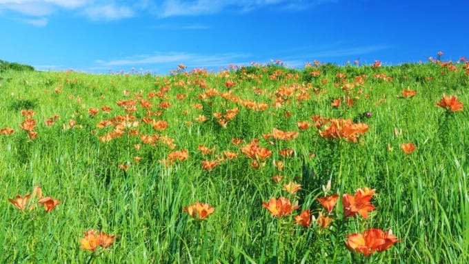小清水原生花園