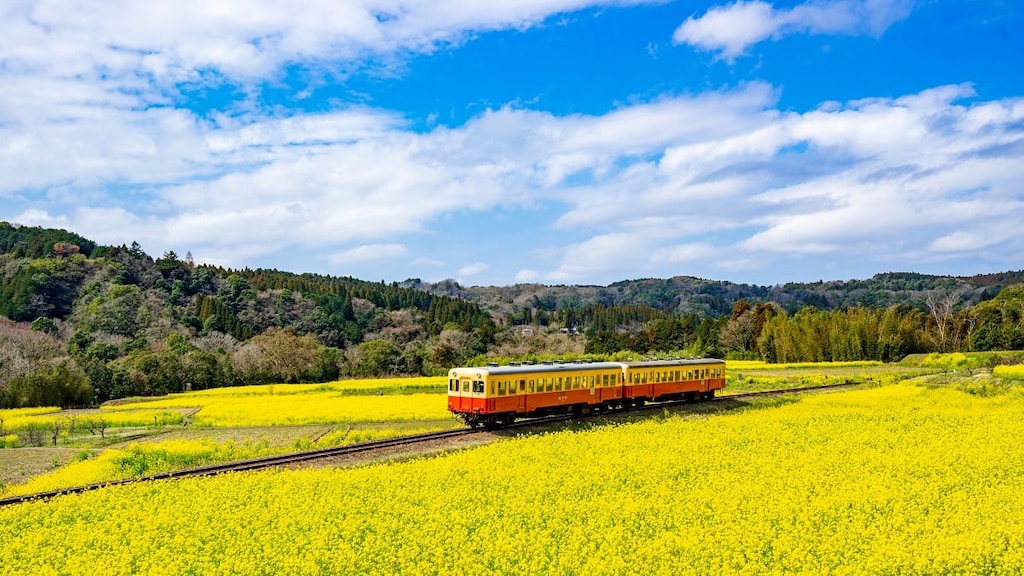 【千葉県】花香る小湊鐵道・いすみ鉄道沿線のおすすめ観光スポット