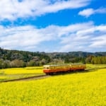 菜の花に囲まれた小湊鐡道の車両