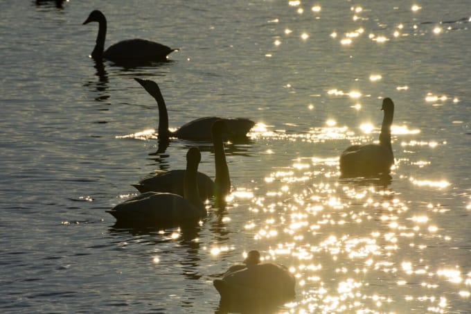 クッチャロ湖の白鳥