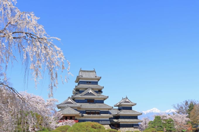 冠雪の北アルプスと桜が美しい春の国宝松本城