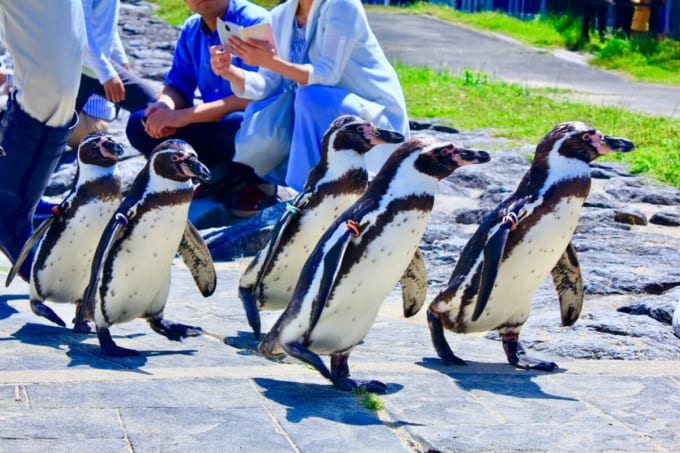 長崎ペンギン水族館（長崎県長崎市）
