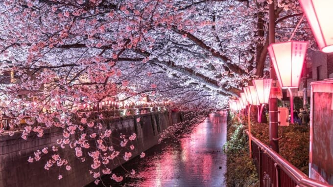 目黒川桜まつり