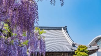 岐阜県羽島市 竹鼻別院の藤