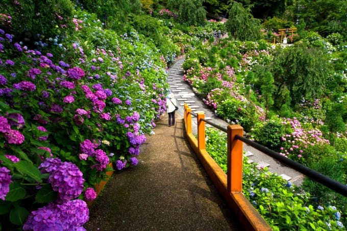 善峯寺の紫陽花（京都市西京区）