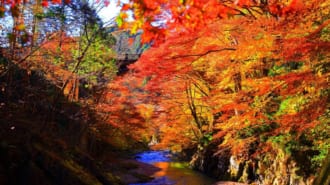 大芦渓谷の紅葉