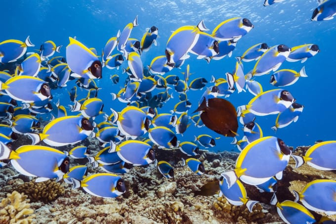 ミコマス・ケイの魚たち