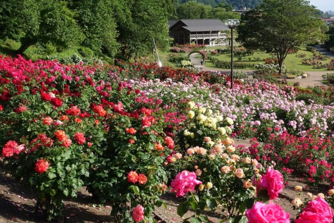 荒牧バラ公園