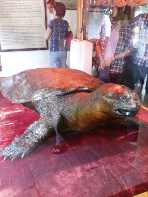 ホアンキエム湖 巨大亀のはく製