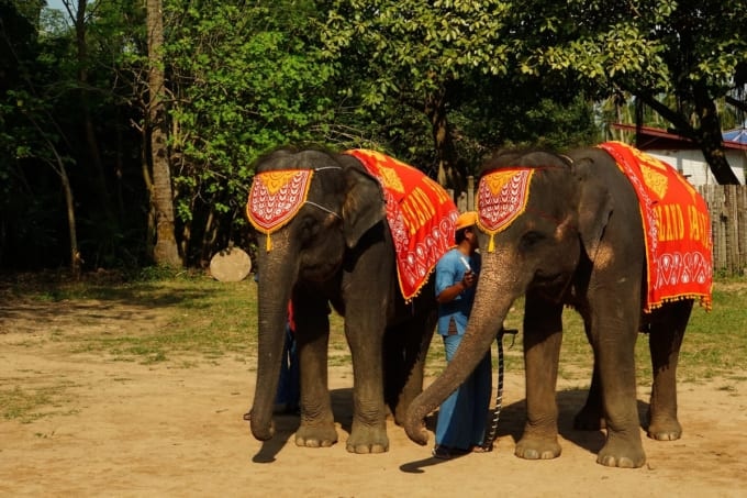 アイランドサファリのゾウ