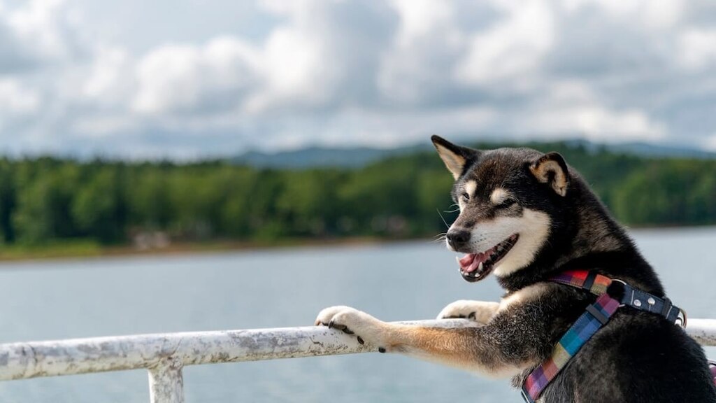 ペットも一緒に楽しい北海道の思い出を作ろう！ペットと同伴できる民宿8選