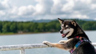 ペットと北海道旅行