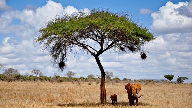 美しい自然と野生動物に会いに行こう ケニアおすすめ観光スポット5選 Skyticket 観光ガイド