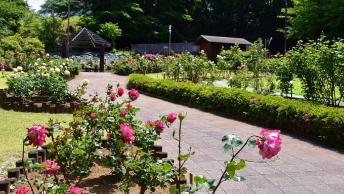 【綾瀬市】城山公園 花木園