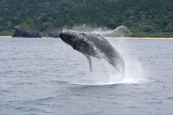 沖縄マリンスポーツ ザトウクジラ