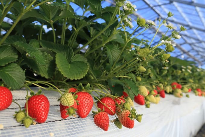いちご狩り（千葉県房総）