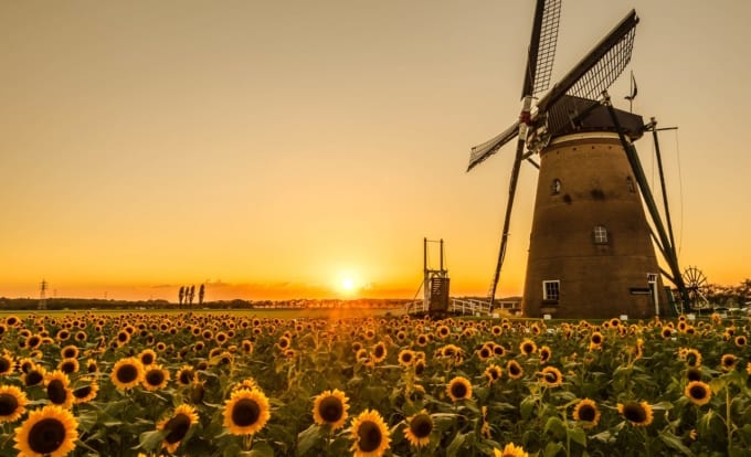 千葉県佐倉市にある「佐倉ふるさと広場 風車のひまわりガーデン」のひまわり
