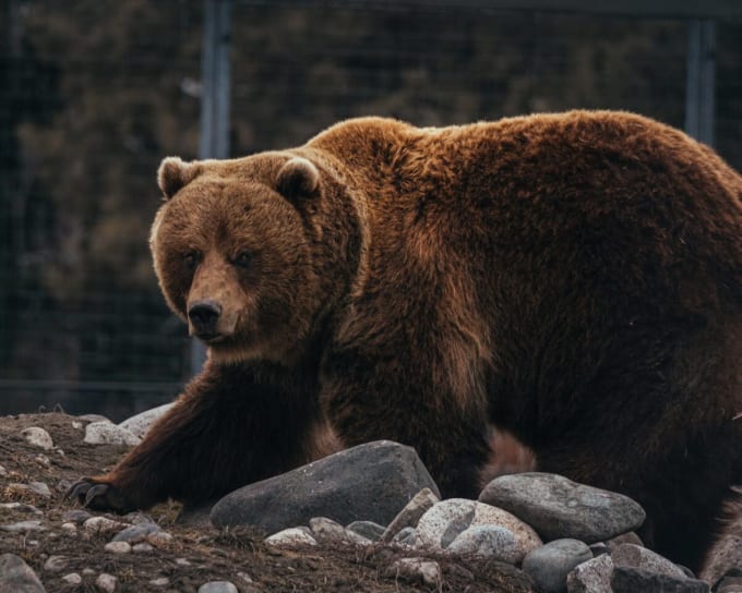 ブリティッシュコロンビア・ワイルドライフ・パーク（カムループス）