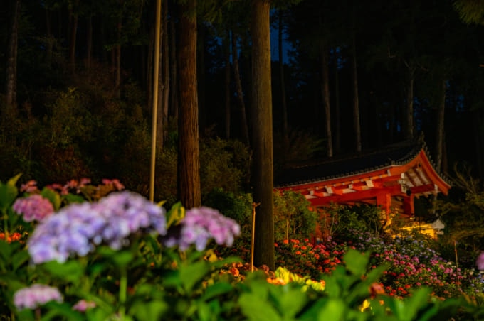 京都 紫陽花 三室戸寺