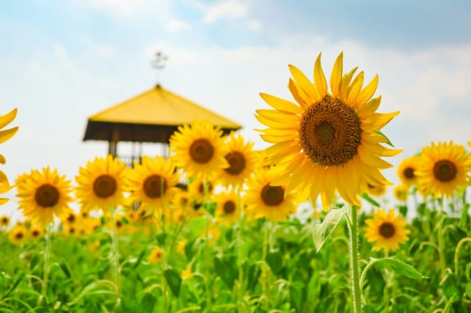 愛知牧場のひまわり
