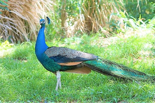 ハワイの動物園で最高の休日を過ごそう 人気の動物園をご紹介 Skyticket 観光ガイド