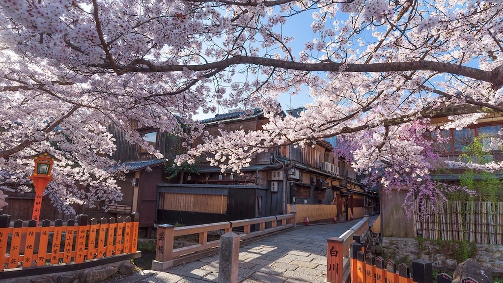 【京都の桜】混雑しない早朝観光がおすすめ！サイクリングで巡る桜名所のモデルコース