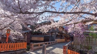 【京都の桜】春の祇園白川 巽橋