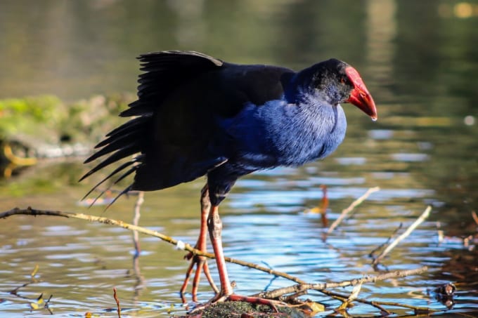 ウィローバンク野生動物公園