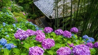 長谷寺のあじさい